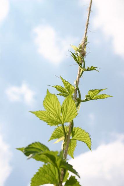 Green vine with serrated leaves climbing a vertical twine against a blue sky