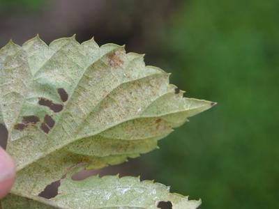 Hand holding pale green leaf with holes and brown spots against blurred green background