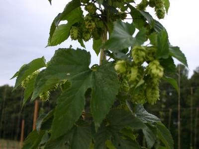 Hops vine with green hop cones climbing a trellis in a field