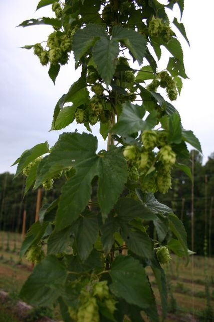 Hops vine with green hop cones climbing a trellis in a field