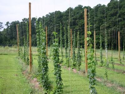 Rows of hops vines climbing strings attached to wooden poles in a grassy field