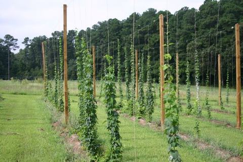 Rows of hops vines climbing strings attached to wooden poles in a grassy field