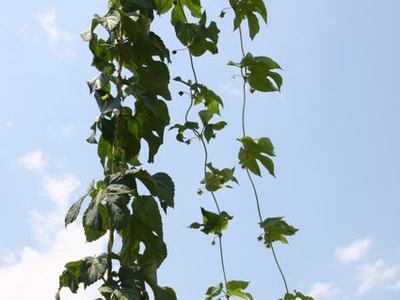 Green climbing vine hanging between two wires against a clear blue sky