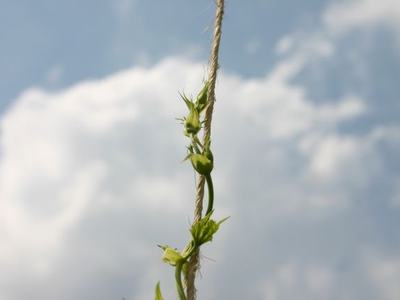 Young vine with buds twining around a vertical rope against a cloudy sky