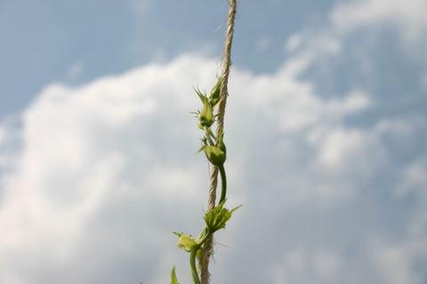 Young vine with buds twining around a vertical rope against a cloudy sky