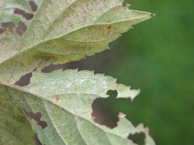 Leaf with jagged edges and holes consistent with insect feeding