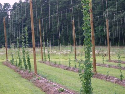 Rows of wooden poles with climbing vines on vertical strings in a grassy field