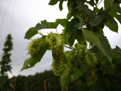 Green hop cones hanging from vine with serrated leaves against cloudy sky