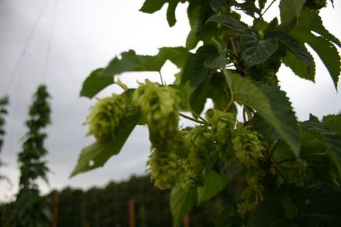 Green hop cones hanging from vine with serrated leaves against cloudy sky