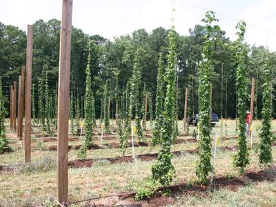 Rows of hop bines trained on tall wooden poles in a field with forest background