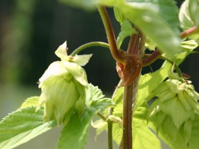 Green hop cones hanging from a vine with leaves and a vertical stem