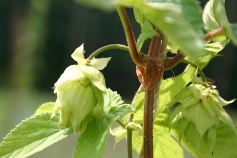 Green hop cones hanging from a vine with leaves and a vertical stem