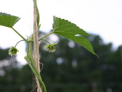 Vine with green leaves and small round buds twining around a vertical rope