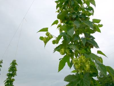 Hop vines with green hop cones climbing trellis lines against a cloudy sky