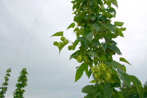 Hop vines with green hop cones climbing trellis lines against a cloudy sky