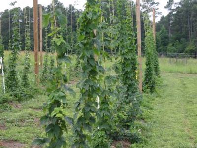 Tall green hop vines climbing vertical strings between wooden poles in a field