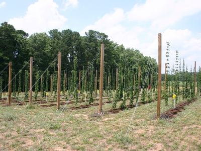 Rows of young hop plants trained on tall wooden trellis poles in a field