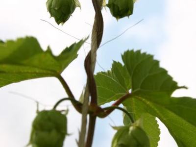 Hop vine with four green hop cones hanging from a twining stem against the sky