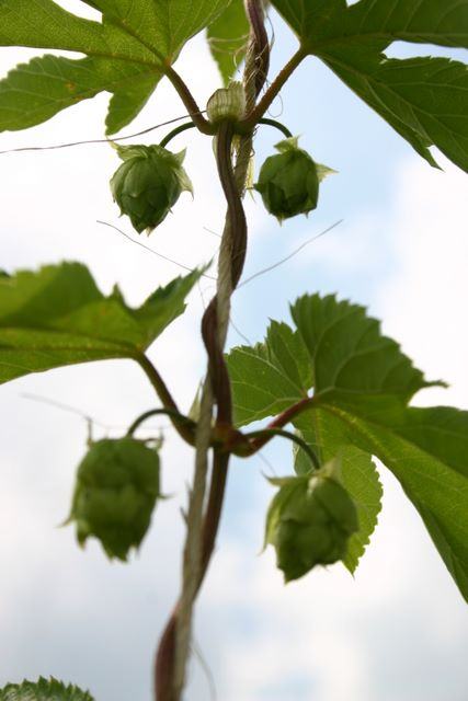 Hop vine with four green hop cones hanging from a twining stem against the sky