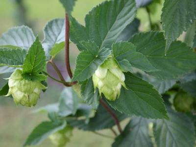 Green hop cones (Humulus lupulus) hanging from a vine with serrated leaves