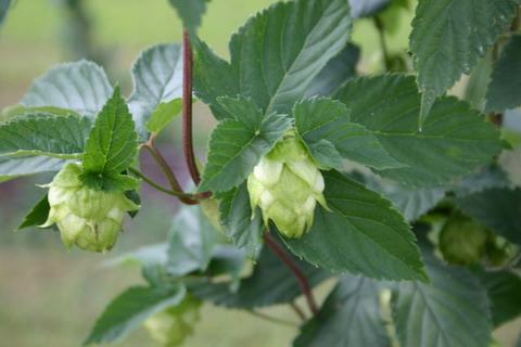 Green hop cones (Humulus lupulus) hanging from a vine with serrated leaves
