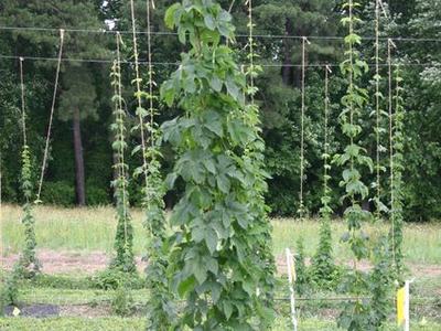 Tall green climbing plants trained on vertical trellis strings in a field