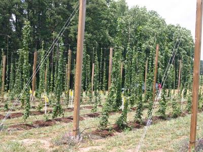 Rows of hop bines trained on tall wooden poles with trellis wires in a field