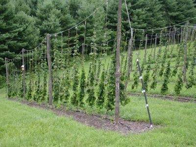 Rows of hop vines trained on wooden trellis poles in a grassy field