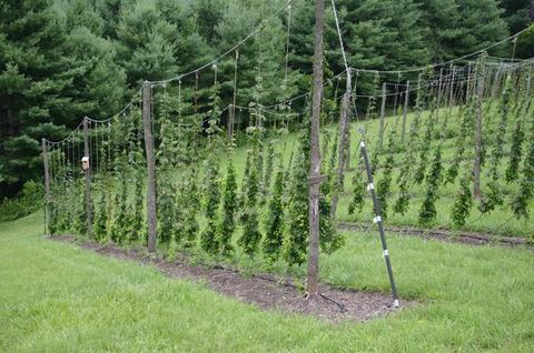 Rows of hop vines trained on wooden trellis poles in a grassy field