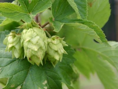 Green hop cones clustered on a vine with large serrated leaves.