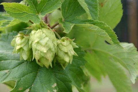 Green hop cones clustered on a vine with large serrated leaves.