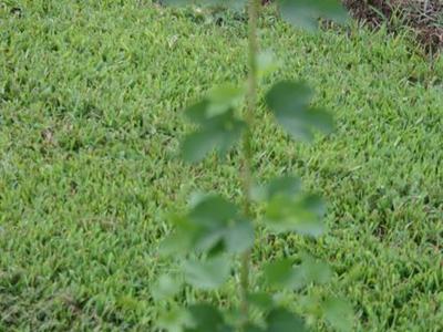 Vertical vine stem with alternating green leaves over lawn and irrigation pipe