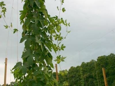 Tall hop vine climbing a trellis post in a field under a cloudy sky