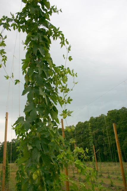 Tall hop vine climbing a trellis post in a field under a cloudy sky