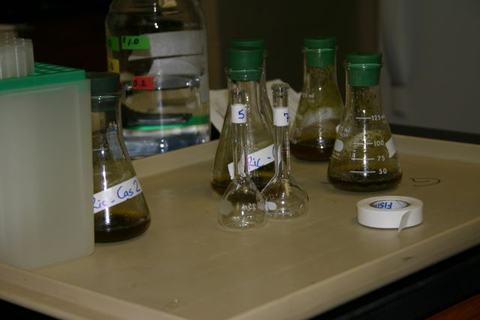 Laboratory Erlenmeyer and volumetric flasks with green caps and liquids on a tray; one shows "125 mL"