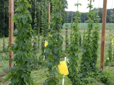 Trellised hop vines climbing strings on wooden poles in a field; yellow tag on a stake.