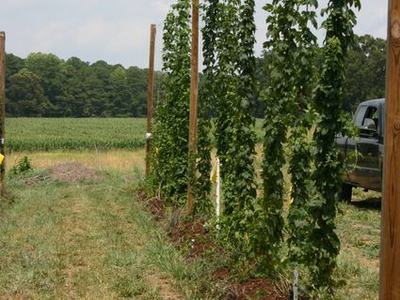 Row of hop vines trained on vertical wooden poles beside a grassy path in a field