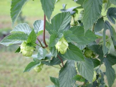 Hops vine with green hop cones among serrated leaves