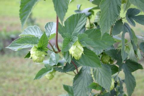 Hops vine with green hop cones among serrated leaves