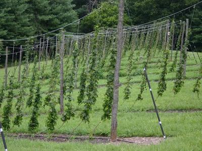 Rows of hop vines trained on wooden trellis poles in a grassy field