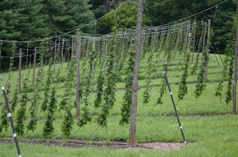 Rows of hop vines trained on wooden trellis poles in a grassy field