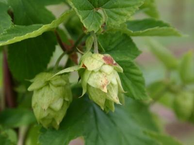 Green hop cones (Humulus lupulus) hanging from a leafy vine