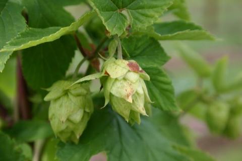 Green hop cones (Humulus lupulus) hanging from a leafy vine