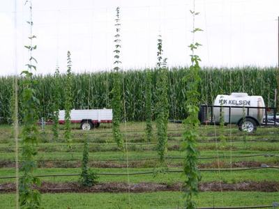 Trellised hop vines in rows with trailer and tank labeled "K KELSEN" and cornfield background