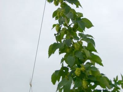 Hop vine with green leaves and cone-like flowers climbing a vertical wire against cloudy sky