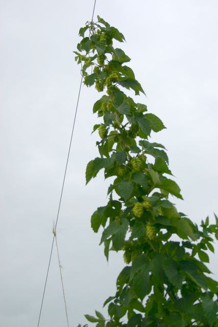Hop vine with green leaves and cone-like flowers climbing a vertical wire against cloudy sky