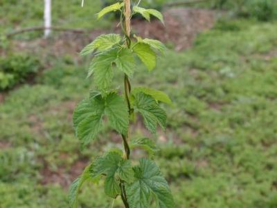 Hop vine twining up a vertical support stake in a grassy field