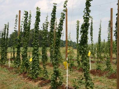 Rows of hop vines trained on vertical trellis poles in an agricultural field