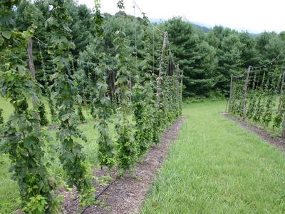 Rows of hop vines trained on trellises with a grassy path and pine trees