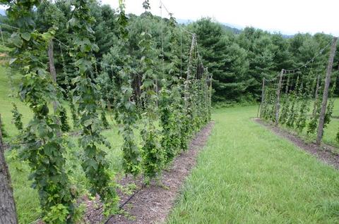 Rows of hop vines trained on trellises with a grassy path and pine trees